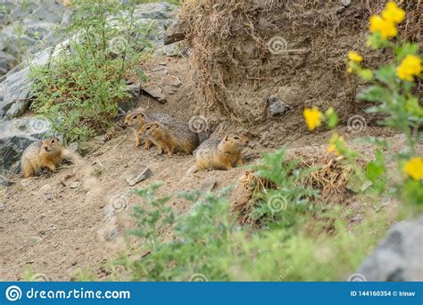 Gopher Burrow Grass Stones Rodent Stock Photo Image Of Furry Group