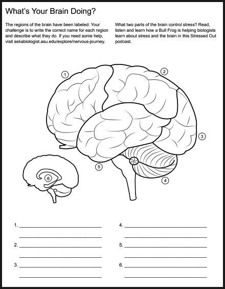 Brain Labelling Worksheet