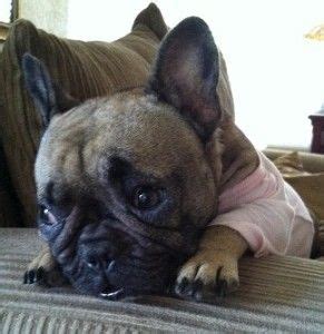 The french bulldog is an excellent companion dog that was originally bred in england to be a miniature bulldog. Past Puppies (With images) | French bulldog, French ...