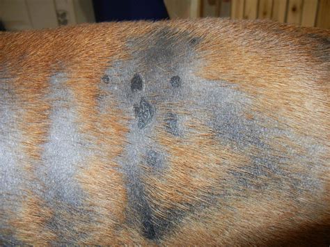 4yr Old Hair Loss Help Boxer Forum Boxer Breed Dog Forums