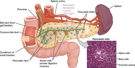 We did not find results for: The Pancreas (Overview)