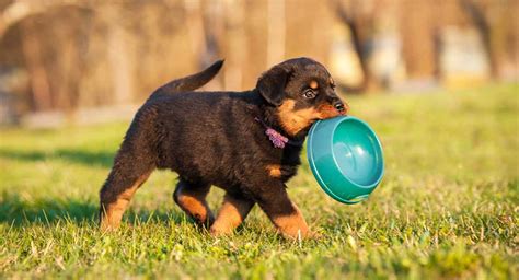 Puppy food for puppies usually includes fruits and berries, as well as herbs, greens, extracts, and supplements to bring as many vitamins and minerals as the growing top rated dog foods. Best Food For Rottweiler Puppy Dogs - Reviews, Tips and ...