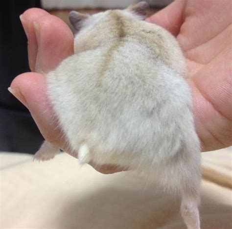They Like Big Butts And Cannot Lie Hamster Bottoms The Latest Internet
