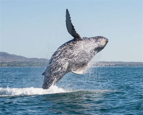 Where To Spot Whales In Canada Canada Travel Specialists