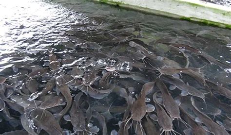 Catfish Farming In Nigeria Legitng