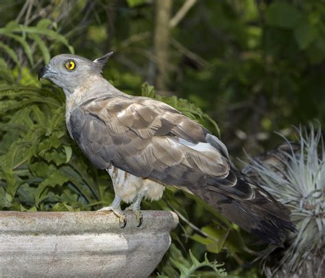 Best Photos Of Australian Birds Of Prey Images Of Raptors In Australia