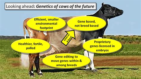 January 2019 The Bullvine The Dairy Information You Want To