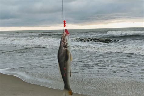 This trainer may not necessarily work with your copy of the game. Coastal Mid-Atlantic Fishing Report, July 2018 | FishTalk ...