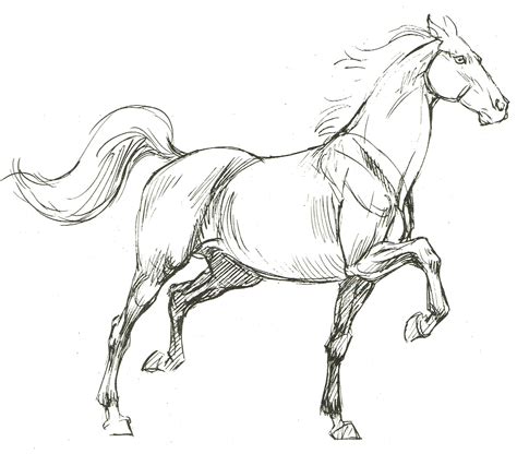 Horse Drawings Horse Sketch Horse Art Drawing