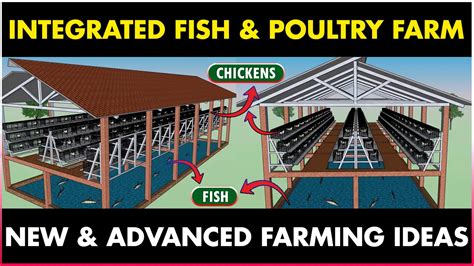 Integrated Fish And Layer Chicken Farming Integrated Poultry And Fish