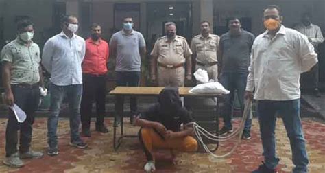 absconding ndps accused nabbed by pachpaoli cops nagpur today nagpur news