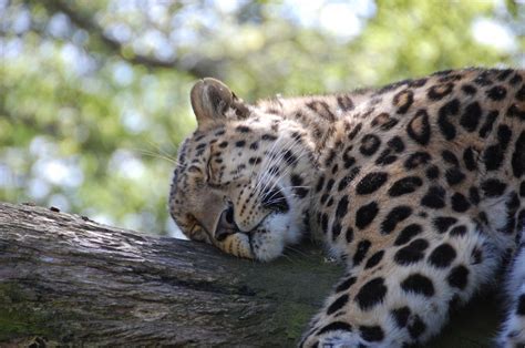 Leopard Sleeping Jigsaw Puzzle In Animals Puzzles On