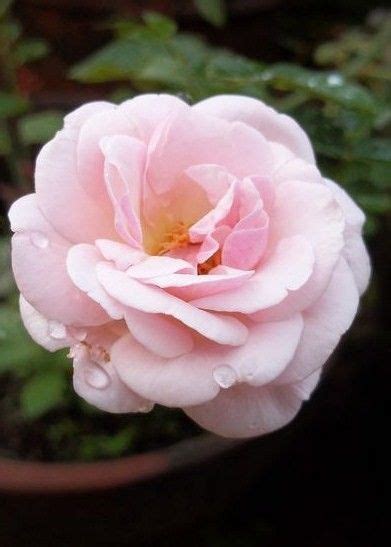 Pin By Syeda Nayab Zahra On Gorgeous Pink Roses Rose Pink Roses