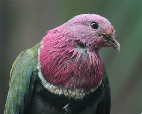 A Rainbow of Fruit Doves | Featured Creature