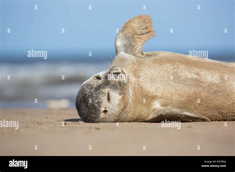 Common Seal Pup Photographed On Donna Nook Beach Lincolnshire Uk Stock