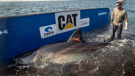 Great White Shark Surfaces Off Cumberland Island