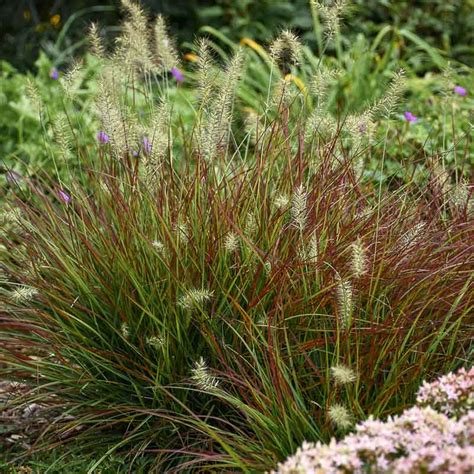 Pennisetum Alopecuroides Burgundy Bunny Fountain Grass