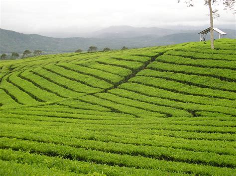 Find over 100+ of the best free tea plantation images. Tea plantation | WikiTea | FANDOM powered by Wikia