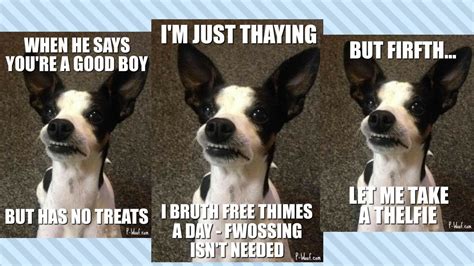 Funny Dog Memes Wallpaper