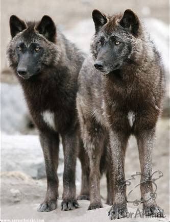 Wolves cull sick, old and genetically inferior elk and deer, allowing the wolves improve riparian areas. Wolves Of The World - Steppe Wolf - Canis lupus campestris