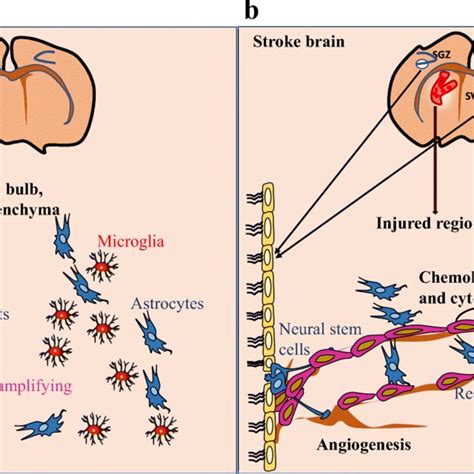 Schematic Representation Of Adult Neurogenesis In Rodents A Healthy