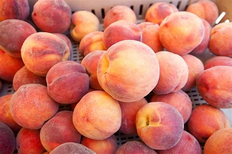 georgia peach season has been a roller coaster chattanooga times free press