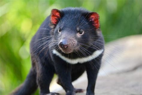 First Baby Tasmanian Devils Born Wild In Mainland Australia In 3000 Years