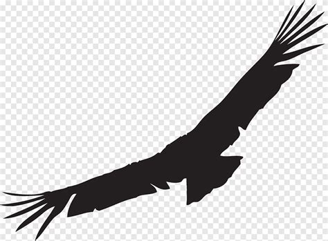 Baixar Bald Eagle California Condor Silhouette Andino Condor
