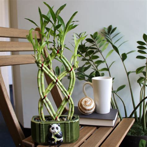 8 Stalk Trellis Braided Lucky Bamboo Live Indoor Plant Nw Wholesaler