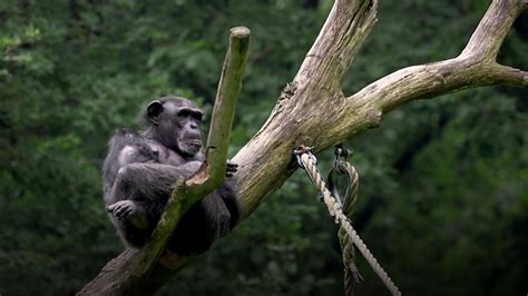 How Chimpanzees Reveal The Roots Of Human Behaviour Bbc Reel