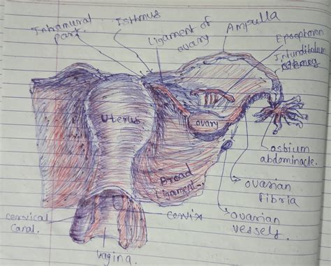Male Reproductive System Drawing Labeled