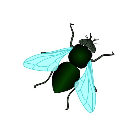 House Fly Clipart 20 Free Cliparts Download Images On Clipground 2022