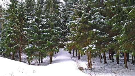 Fotos Gratis árbol Bosque Rama Nieve Invierno Planta Hojas
