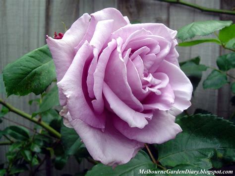 Opening from pointed buds, the exquisite flowers are borne on long stems, making them perfect for cutting. Melbourne Garden Diary: Blue Moon Climbing Rose