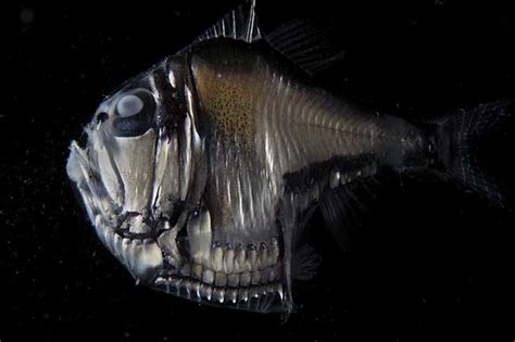 Hatchetfish Bioluminescence