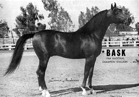 Bask Perhaps The Most Prolific Arabian Stallion Who Ever Lived