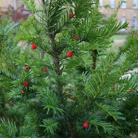 Buy English Yew Taxus Baccata £7999 Delivery By Crocus