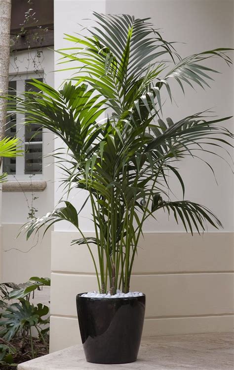 A Premium Plant Kentia Palm Is An Elegant Plant That Eagerly Thrives