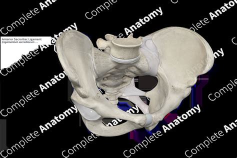 Anterior Sacroiliac Ligament Complete Anatomy