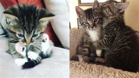 Rescue Two Sibling Little Kittens Because They Lost Their Mom Become