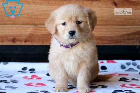 Lady Golden Retriever Puppy For Sale Near Lancaster Pennsylvania