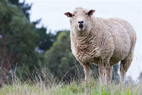 Image Of Sheep On A Farm Austockphoto