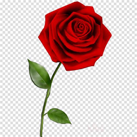 Download High Quality Rose Clipart Transparent Transparent Png Images