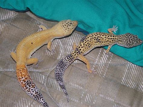 2 Leopard Gecko 1 Male Shtct 1 Female Normal Breeding Pair For Sale