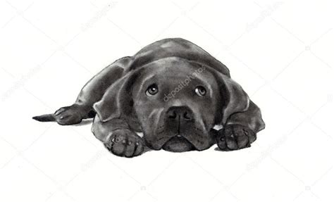 Pencil Drawing Of Dog Lying Down — Stock Photo © Joyart 1705322