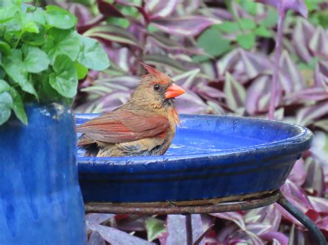 Northern Cardinal Female My Garden Susan Young Flickr