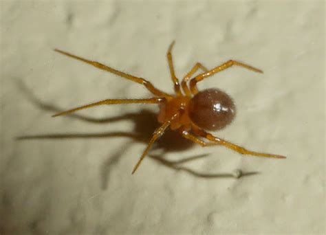 Orange Brown Spider Nesticodes Rufipes Bugguidenet