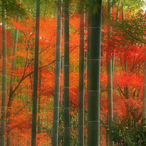 Nature Bamboo Forest Kyoto Japan Ipad Iphone Hd