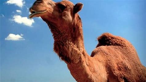 The hump day camel was a camel that looks similar to cameel habib habab and mistook him by some fans. Reno begins to 'Feed the Camel' at hump day food truck ...