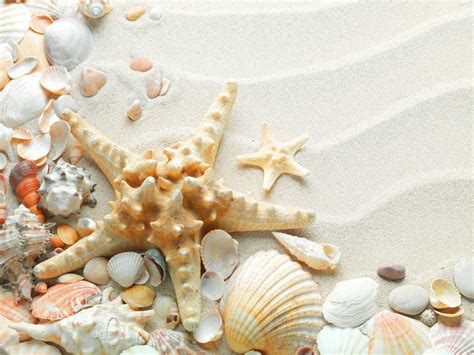Sea Shells Wallpapers Wallpaper Cave Seashell And Sand